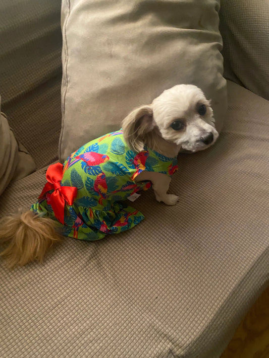 Cute Multicolor Dog dress comes with a matching bow