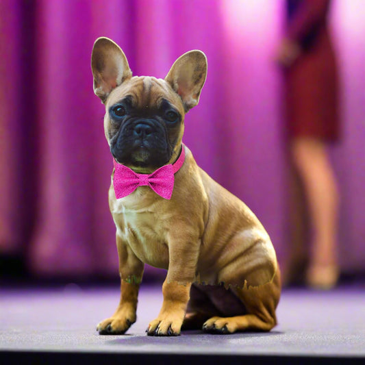 Blinged out Dog Puppy Bow (Pink)